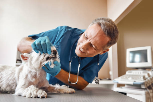 Best Emergency Treatment for Oral Infections in Hunters Creek, FL